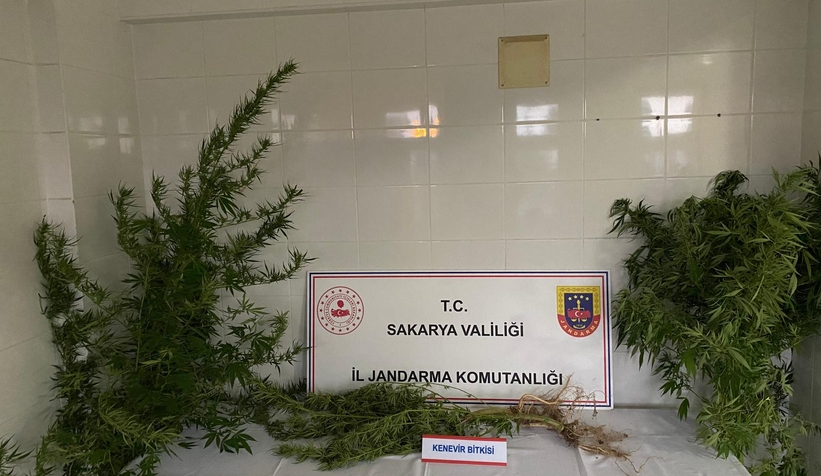 findikliklarinda-kenevir-yetisririrken-yakalandilarbzvey0diee