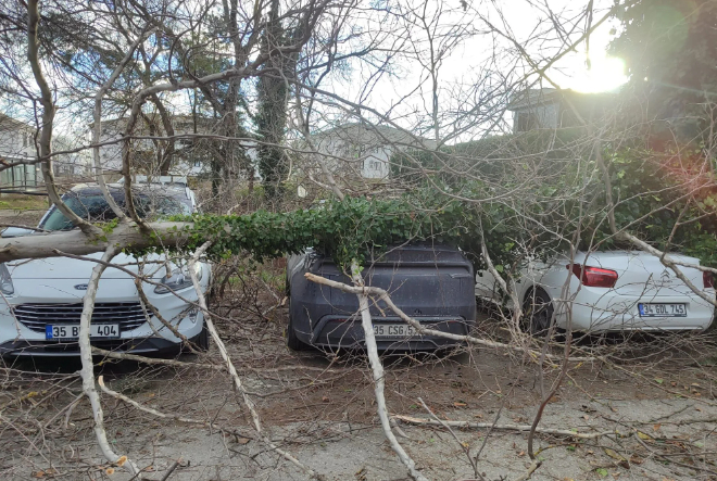 firtina-yikilan-agac-araclarin-uzerine-dustubvdrotloae