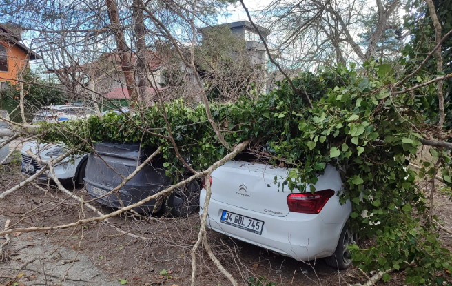 firtina-yikilan-agac-araclarin-uzerine-dustubvdrotloae