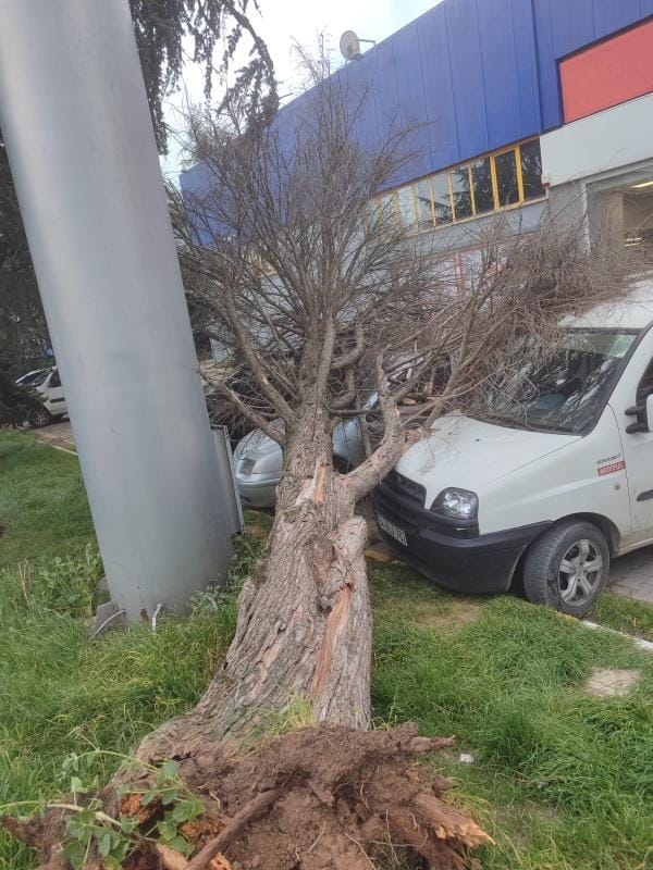 Fırtınanın yıktığı ağaç araçların üzerine devrildi