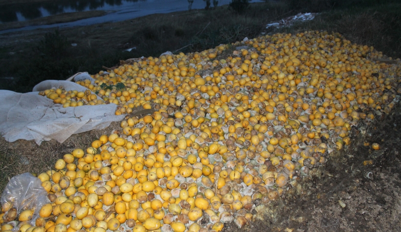 Fiyatı 30 kuruşa düştü; tonlarca limon dere yatağına döküldü