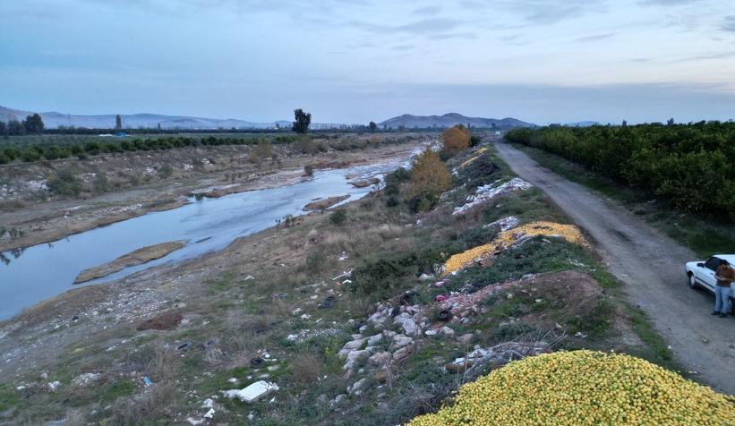 Fiyatı 30 kuruşa düştü; tonlarca limon dere yatağına döküldü