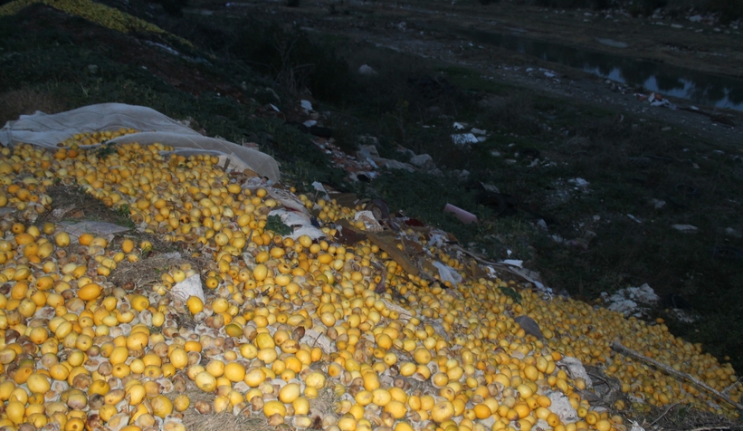 Fiyatı 30 kuruşa düştü; tonlarca limon dere yatağına döküldü