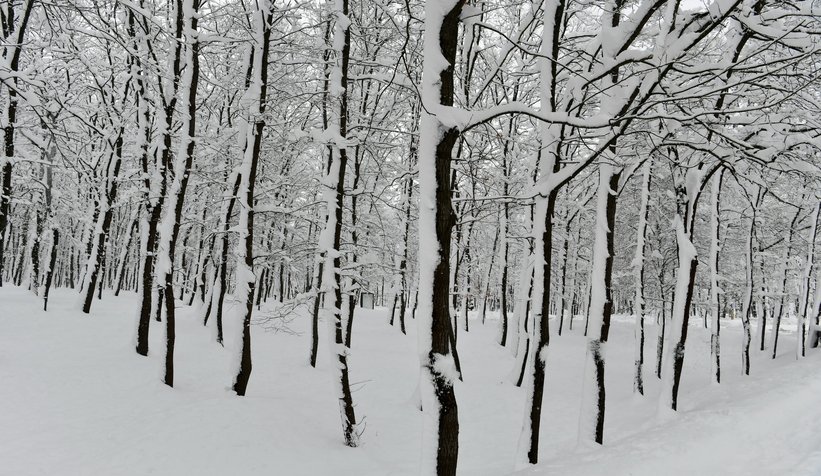 Fotoğraflar SAÜ kampüsünden