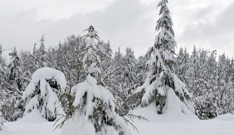 Fotoğraflar SAÜ kampüsünden