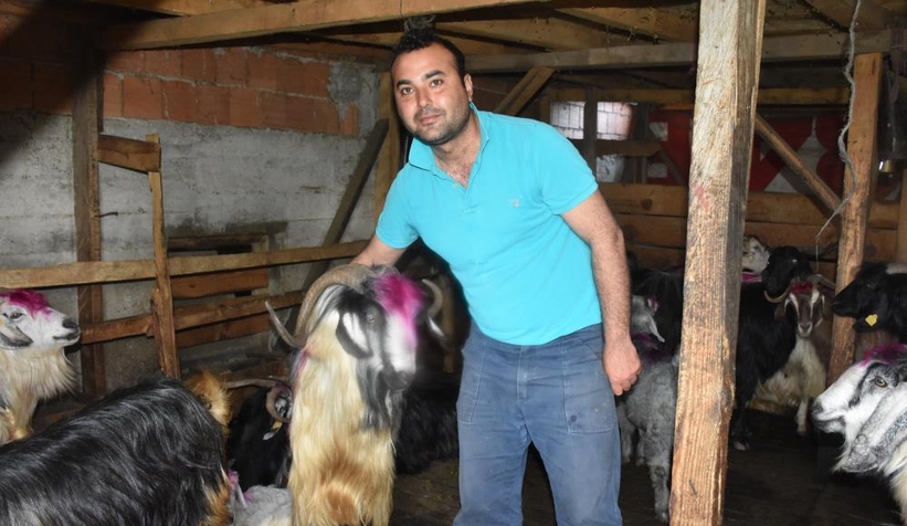 Gelin gibi süslenen hayvanları ile göçe başladılar