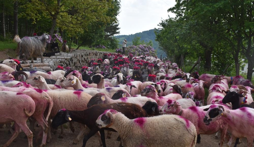 Gelin gibi süslenen hayvanları ile göçe başladılar