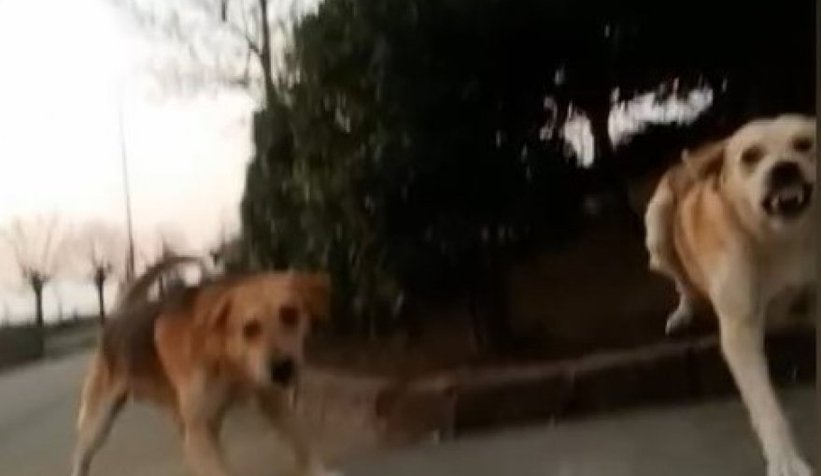 Genç kız Kampüste dehşeti yaşadı