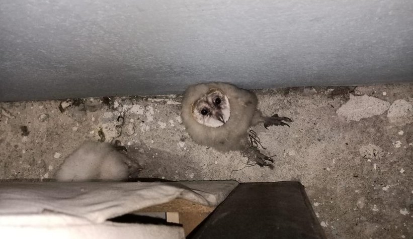 Gerçeği çatıya çıkınca öğrendiler