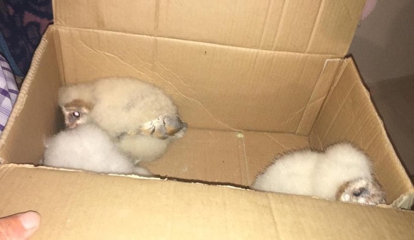 Gerçeği çatıya çıkınca öğrendiler