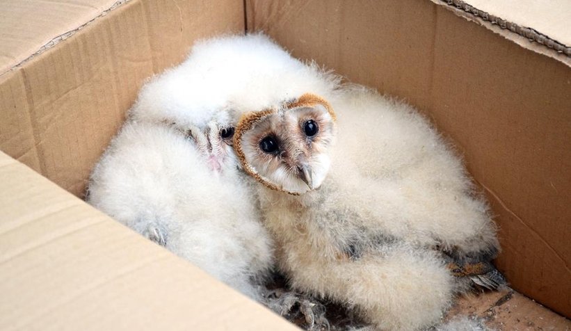 Gerçeği çatıya çıkınca öğrendiler