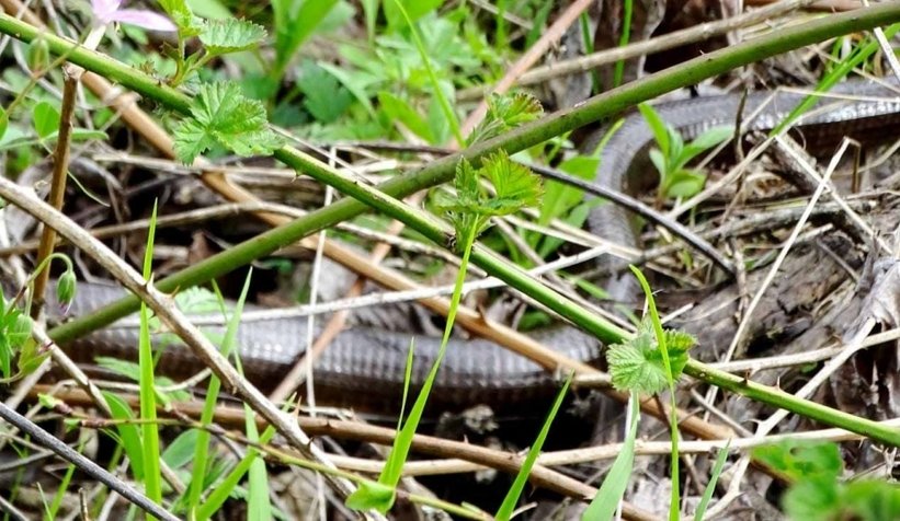 Geyve'de görüntülendi