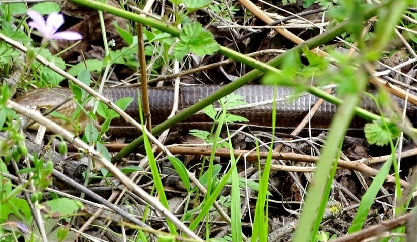 Geyve'de görüntülendi