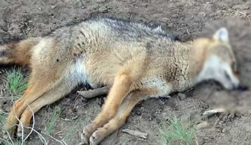 Geyve'de köpek katliamı