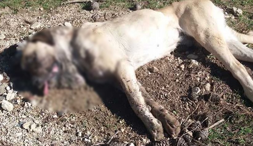 Geyve'de köpek katliamı