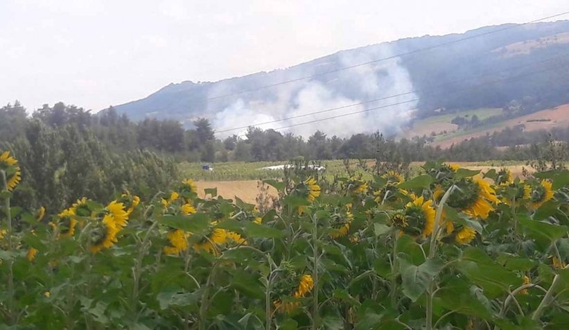 Geyve'de orman yangını