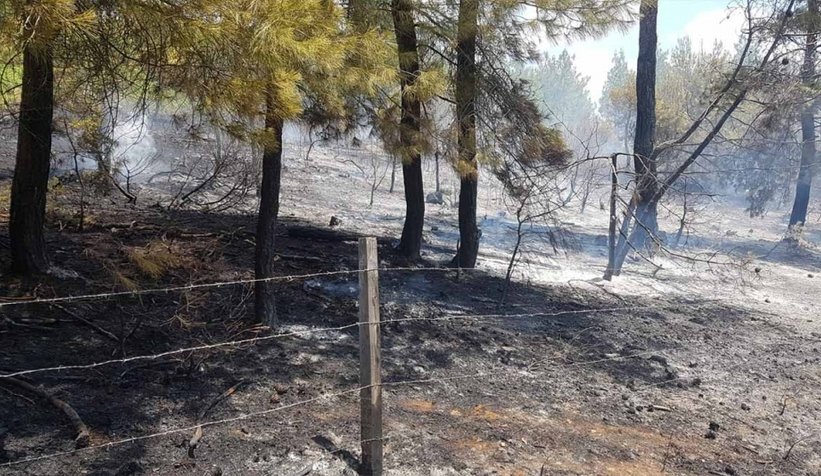 Geyve'de orman yangını