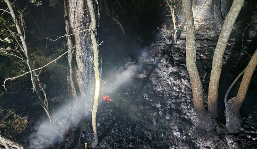 Geyve'de orman yangını