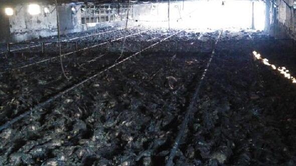 Geyve'de tavuk çiftliği yandı