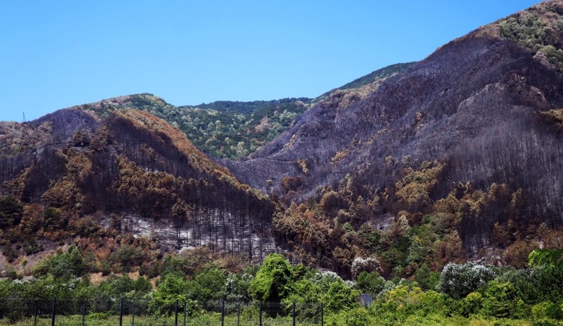 Geyve'de yanan ormanlık alan havadan görüntülendi