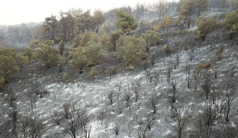 Geyve'deki yangının bilançosu: 1500 hektar orman kül oldu