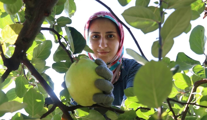 Geyve ve Pamukova'da ayva hasadı başladı
