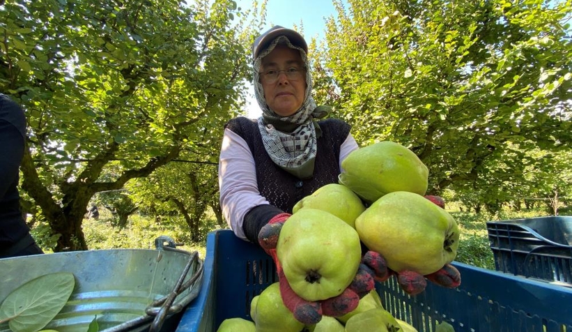 Geyve ve Pamukova'da ayva hasadı başladı