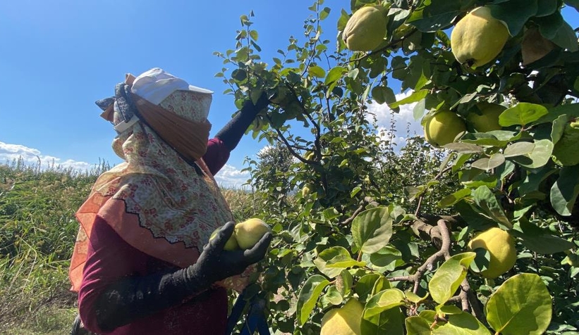 Geyve ve Pamukova'da ayva hasadı başladı