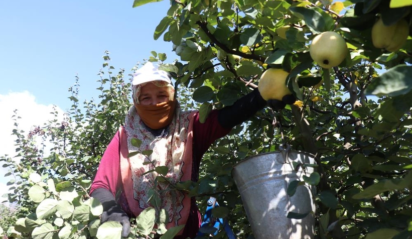 Geyve ve Pamukova'da ayva hasadı başladı