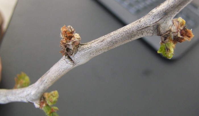 Geyve ve Pamukova'da meyve bahçelerini don vurdu