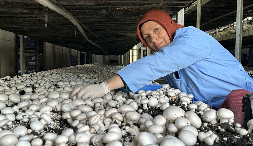 Girişimci çift, devlet desteğiyle kurdukları tesiste yıllık 200 ton kültür mantarı üretiyor