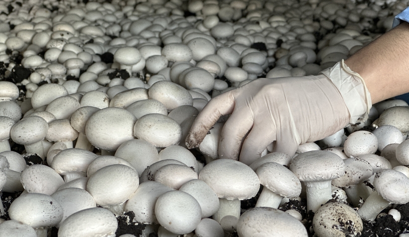 Girişimci çift, devlet desteğiyle kurdukları tesiste yıllık 200 ton kültür mantarı üretiyor