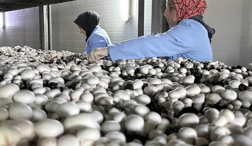 Girişimci çift, devlet desteğiyle kurdukları tesiste yıllık 200 ton kültür mantarı üretiyor