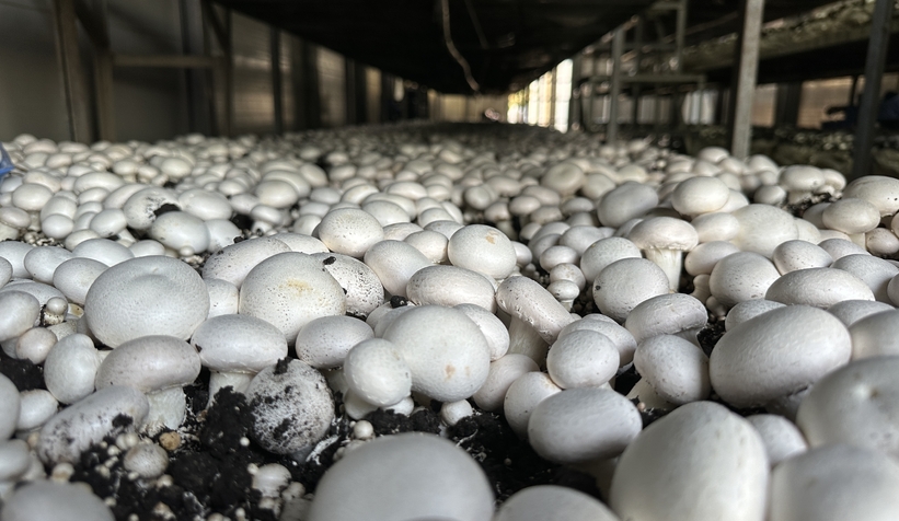 Girişimci çift, devlet desteğiyle kurdukları tesiste yıllık 200 ton kültür mantarı üretiyor