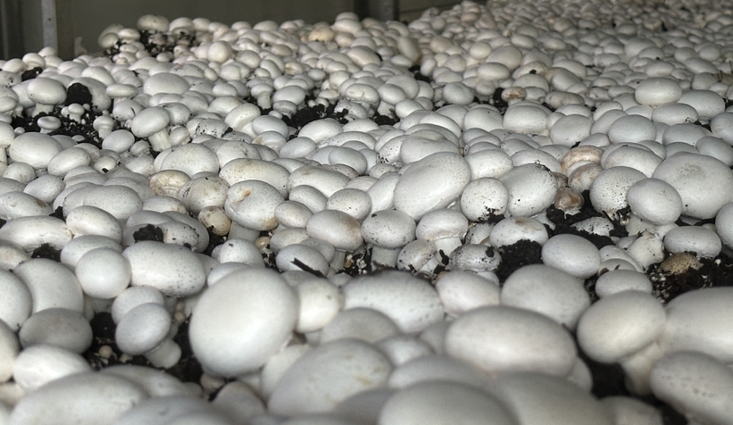 Girişimci çift, devlet desteğiyle kurdukları tesiste yıllık 200 ton kültür mantarı üretiyor