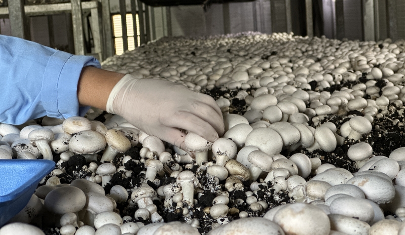 Girişimci çift, devlet desteğiyle kurdukları tesiste yıllık 200 ton kültür mantarı üretiyor