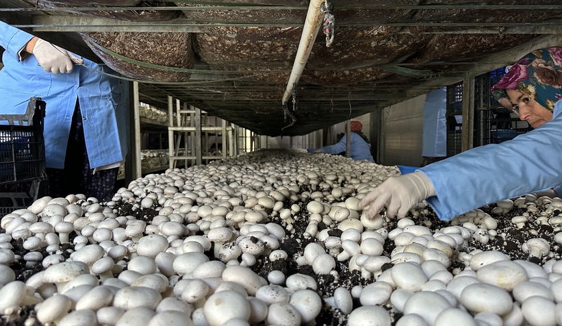Girişimci çift, devlet desteğiyle kurdukları tesiste yıllık 200 ton kültür mantarı üretiyor
