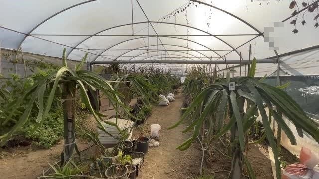 Girişimci kadın meyve pitaya üretiyor