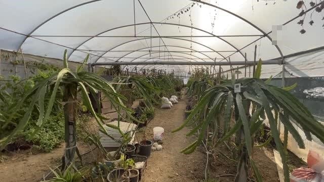 Girişimci kadın meyve pitaya üretiyor