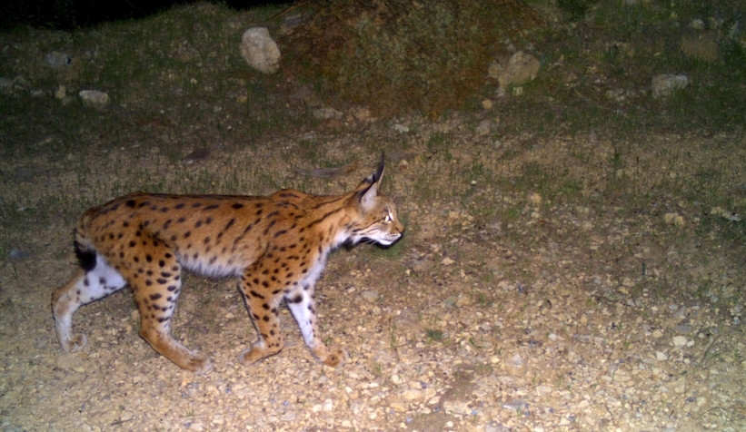 Gizemli vaşak böyle görüntülendi