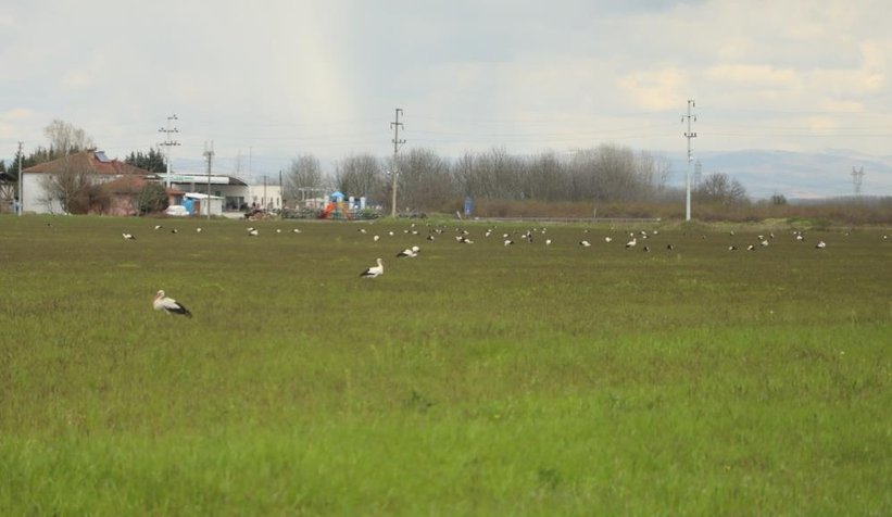 Göç yolundaki leylekler mola verdiler