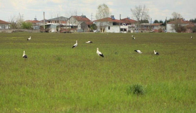 Göç yolundaki leylekler mola verdiler