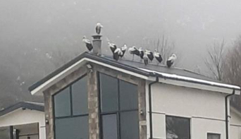 Göç yolundaki leylekler Sakarya’da mola verdi