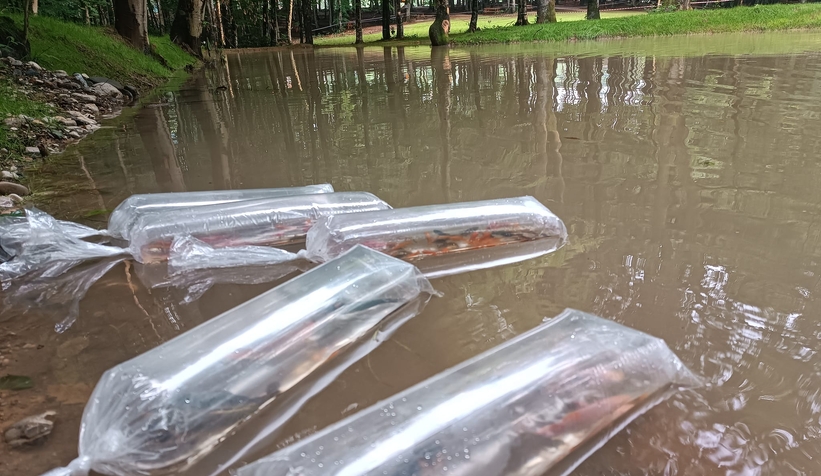 Gölete 500 adet koi balığı bıraktılar