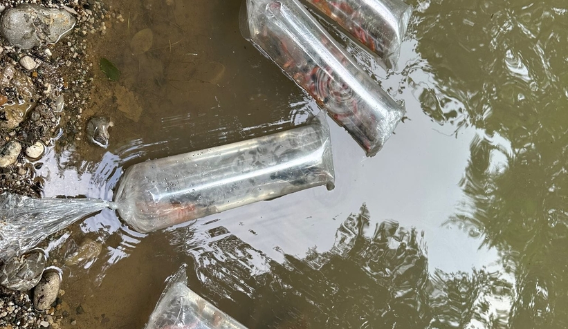 Gölete 500 adet koi balığı bıraktılar