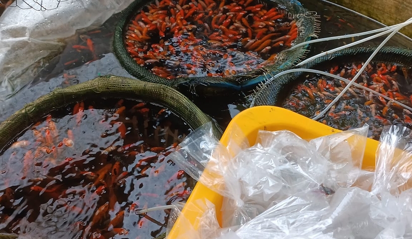 Gölete 500 adet koi balığı bıraktılar