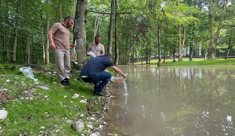 Gölete 500 adet koi balığı bıraktılar