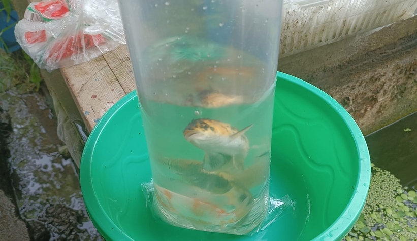 Gölete 500 adet koi balığı bıraktılar