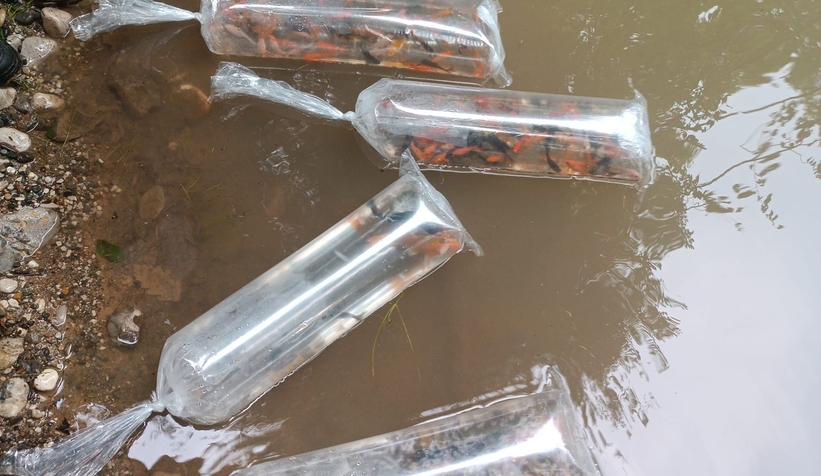 Gölete 500 adet koi balığı bıraktılar