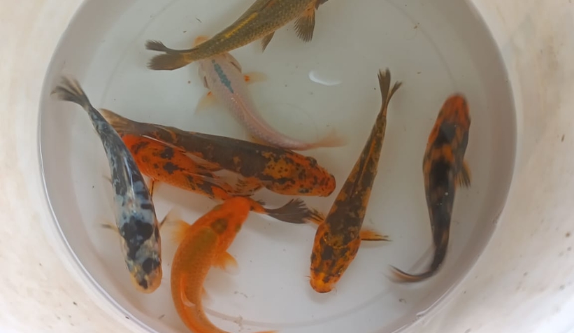 Gölete 500 adet koi balığı bıraktılar